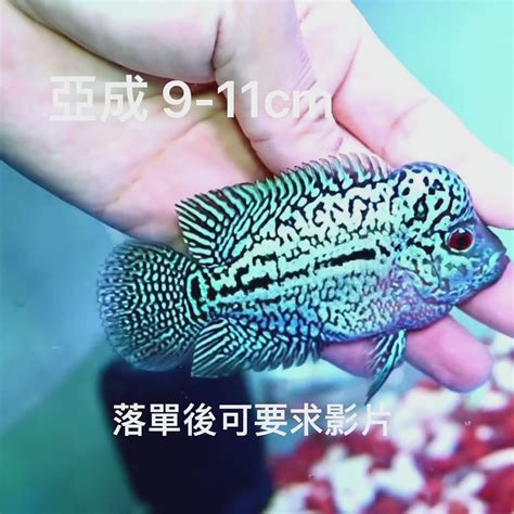 金花羅漢魚價格